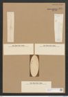 Surirella sp. (de-Toni-Nr.: Genus 53) Zeichnungen Sammlung Grunow Nr. 4844 (NHMW-BOT-W0373013)